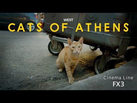 Cats of Athens | SONY FX3 CINEMATIC 4K VIDEO |