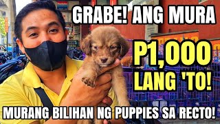 PAUBOS SALE NA DITO! 1K LANG MAY PUPPY KA NA! Murang bilihan ng pets sa Manila