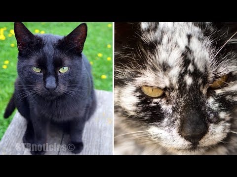 7 años después de que adopta un gato negro normal, se transforma en algo inesperado Video
