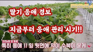 2020년 10월 1일 !! 오늘부터 딸기 응애 방제 시작합니다. 꽃피기 전까지 응애 사수 합시다