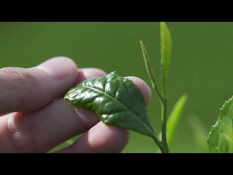 ureshino tea PV