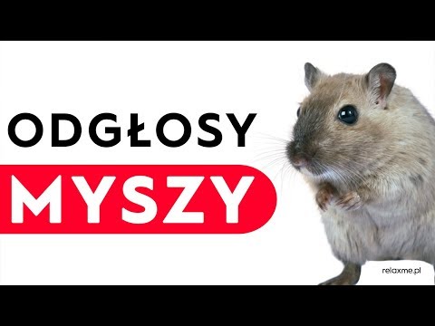 Odgłosy myszy