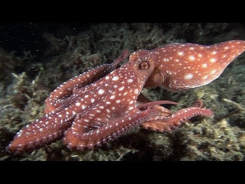 Mucky Secrets - Part 16 - Cuttlefishes & Octopuses - Lembeh Strait