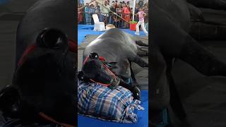 A buffalo worth Rs 30 crore has arrived at the Pushkar fair.