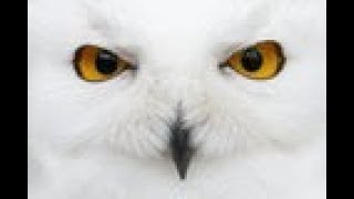 Monitoring Spirits, Evil Eye, Magic Mirror and Evil Police