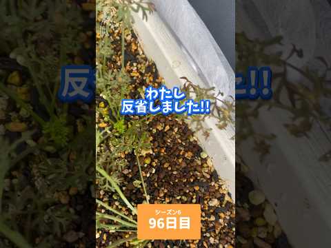 園芸 季節を問わず美味しいニンジン