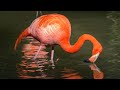 Pretty In Pink Flamingo Greeters At San Diego Zoo