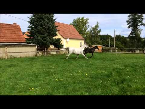 Hengstfohlen von Last Man Standing