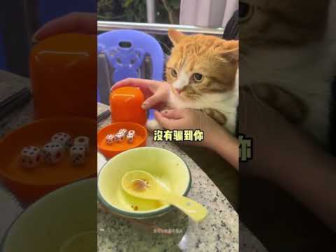 【搞笑动物配音】217，诶嘿居然没有骗到你