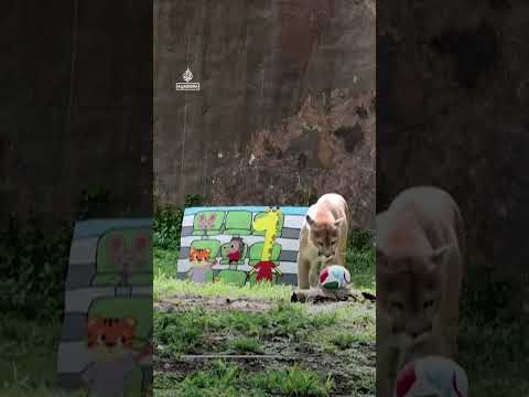 Mexico zoo animals predict World Cup winners