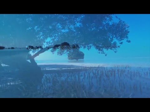 The Hidden Beauty of Al Dabiya Beach