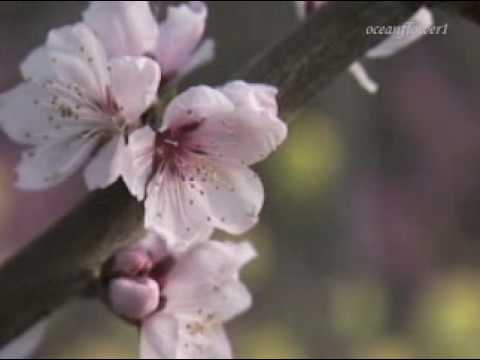 download lagu mp3 mp4 Joyful Spring, download lagu Joyful Spring gratis, unduh video klip Joyful Spring