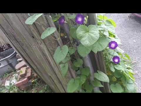 psychedelic seeds !Morning glory.