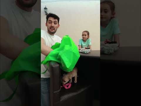 APARECIENDO a una PERRITA 🐶😱 #shorts