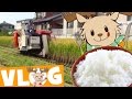 Harvesting Rice Marty S Vlog