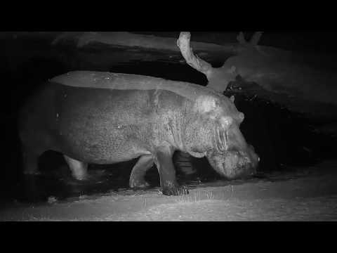 Djuma: Lone Hippo leaves the pan - 04:50 - 09/02/19