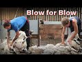 SHEEP SHEARERS GO HEAD TO HEAD Shearing Scottish Blackface Sheep