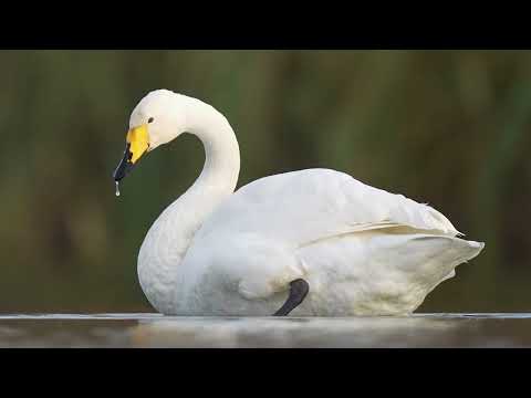 Sangsvaner ved Bundsø