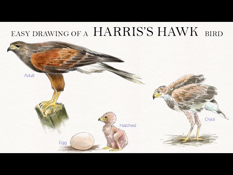 Easy drawing of a Harris's hawk bird |  hawk | बाज़ पक्षी का आसान चित्रण | বাজপাখির সহজ অঙ্কন