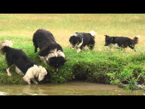 Pra Cachorrada da Estância