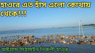 হাওর অঞ্চলে হাঁস পালন