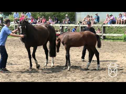 031 Hengstfohlen von Clarimo   Quirado   Lord