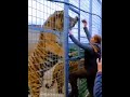 siberian tiger standing on hind legs