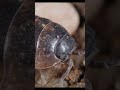 ZOMBIE Animals | Zombie Pill Bug | Pill Bug | Things Around