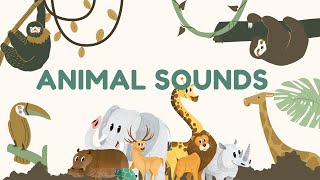 "Symphony of the Wild: Unveiling the Enchanting World of Animal Sounds 🐾🎶"
