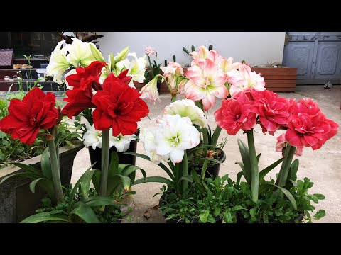 Amaryllis doesn't bloom, do it this way