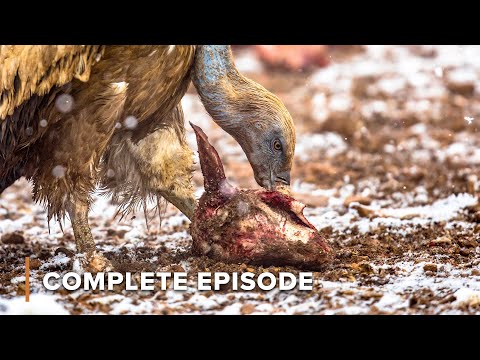 The Sun: Nature's Deadliest Killer| Dawn to Dusk 107+108