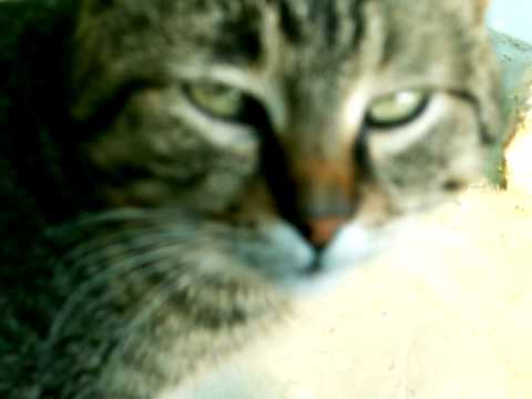 un pisic frumos slamnesti