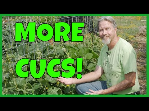 How to Grow MORE Cucumbers (Expert Tips)
