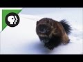 Meet The Real Wolverine