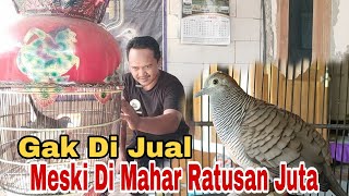 Download lagu Sejarah Singkat Kenapa Perkutut Ini Tidak Di Jual Meski Di Hargai RATUSAN JUTA mp3