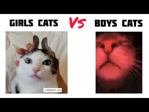 Girls Cats Vs Boys