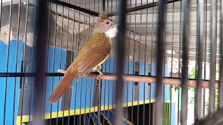 Download lagu Cucak jenggot mewah isian cililin sambung gereja mp3