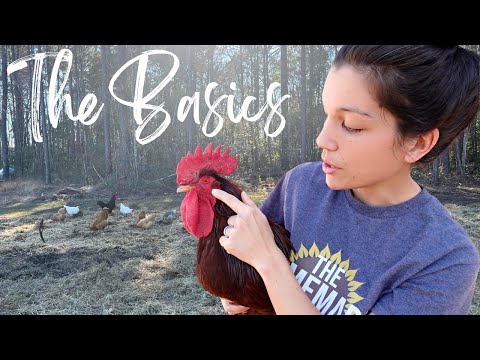 , title : 'Beginner's Guide to Keeping Chickens | The Basics'