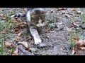 Cat Caught Mouse And Hisses