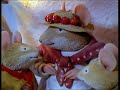 Brambly Hedge Episode 1 1996 Winter Story