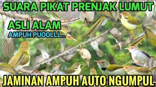 Download lagu Dijamin Ampuh! Suara Pikat Prenjak Lumut 100% Langsung Ngumpul  mp3