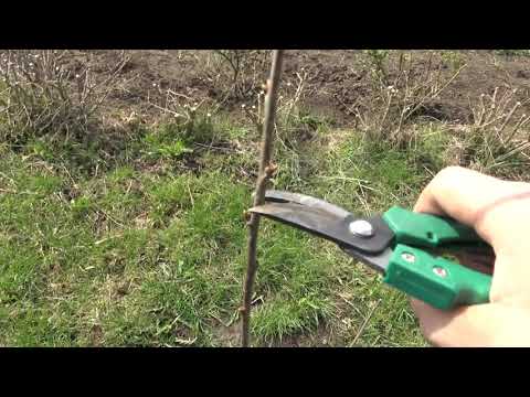 Jak przyciąć wiśnię po posadzeniu?