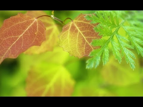 Black Isle Studios Was A Division Of The Developer And Publisher Interplay Entertainment