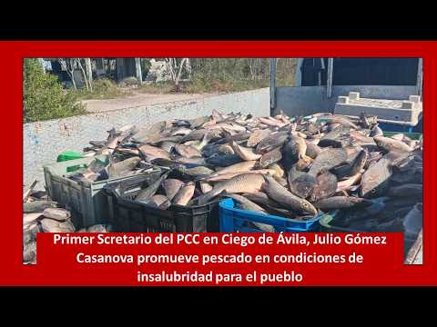 Régimen Comunista de Cuba promueve Pescado en Condiciones de Insalubridad