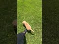Golden Retriever dogs for sale: Ollie - Video 1