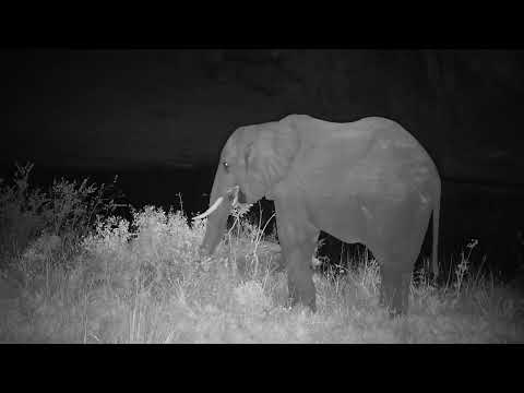 Djuma: Two Elephant bulls and then Waterbucks - 21:54 - 08/11/2023