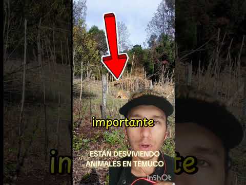 🚨 Vecinos del sector Tromén Cuzaco,#Temuco #Araucanía #RegiónDeLaAraucanía #VillaBelén #TroménCuzaco