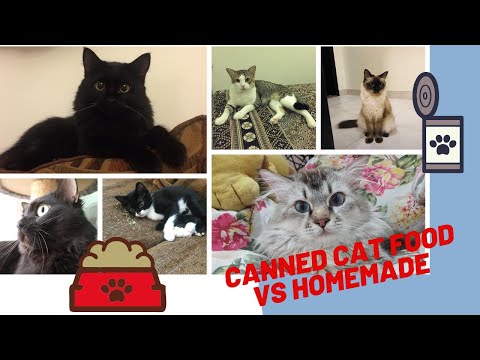 Canned Cat Food Vs Homemade Chicken - Part 2 | Cat Connect