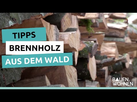 Tipps zum Brennholz aus dem Wald | BAUEN & WOHNEN
