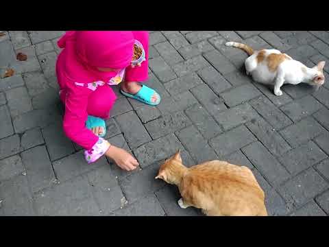 Real life cats and kittens from the street || cats playing in the afternoon